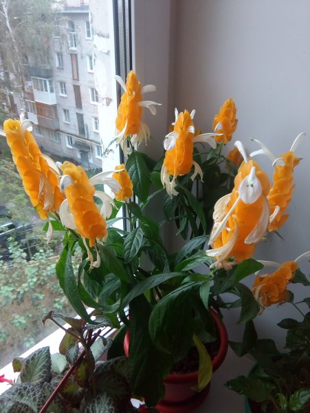 Пахистахис красный