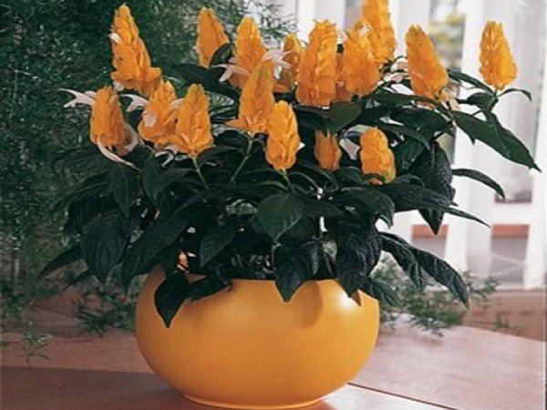 Цветок Пахистахис желтый