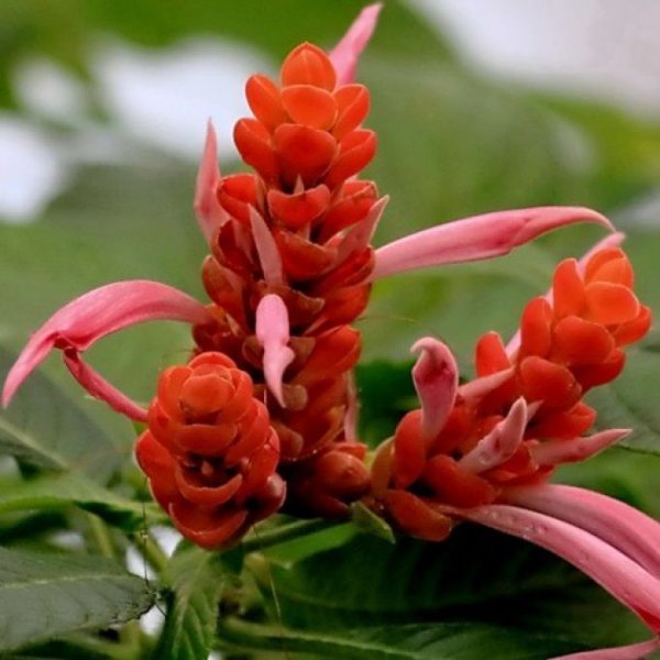 Пахистахис жёлтый