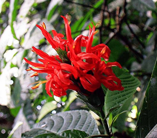 Цветок Пахистахис красный