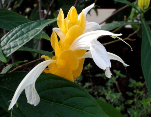 Пахистахис Родина растения