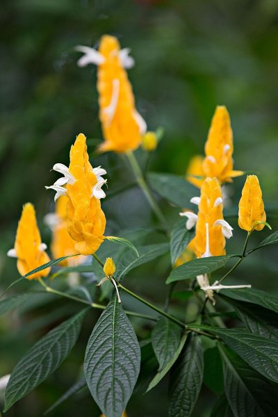 Цветок Пахистахис красный