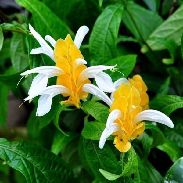 Желтый цветок комнатный Пахистахис