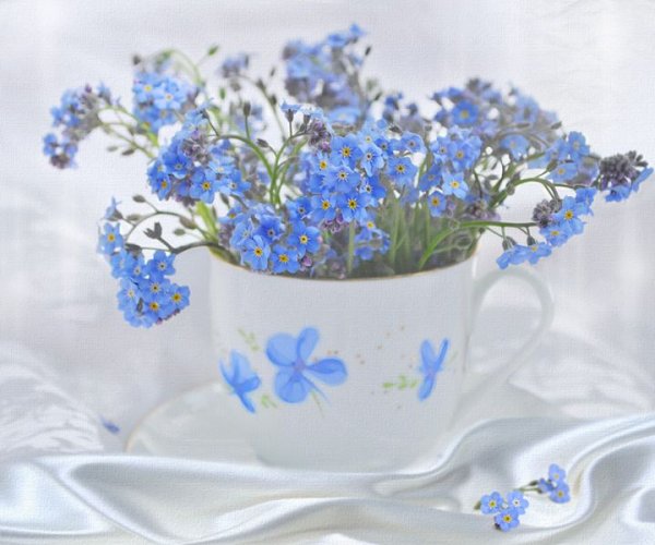 Нежные цветы незабудки