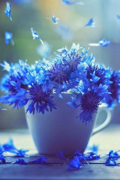 Доброе утро цветы васильки