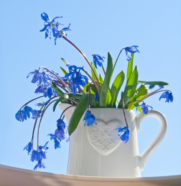 Синие подснежники букет