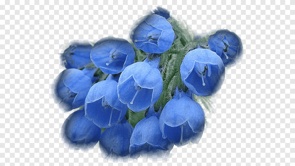 Синие тюльпаны на прозрачном фоне