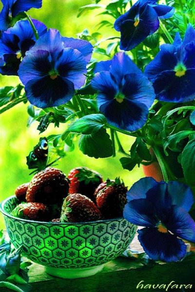 С добрым утром Анютины глазки