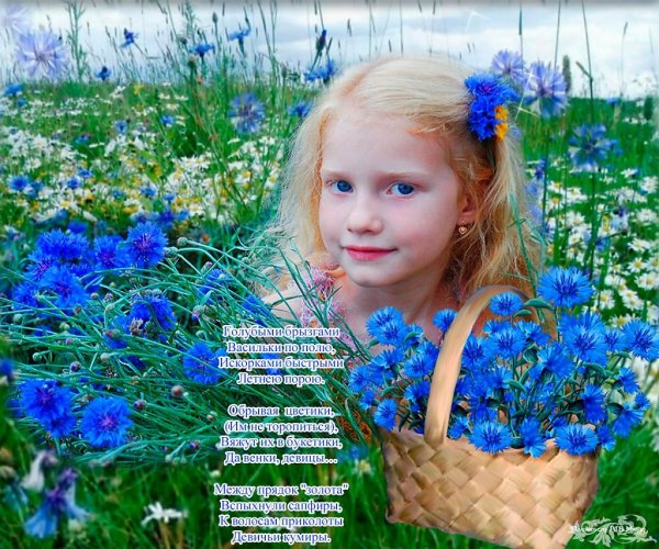 Стихи про васильки