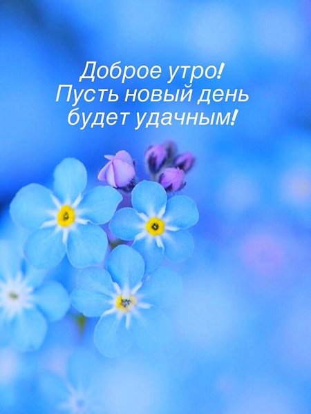 Доброе утро незабудки