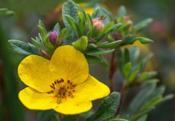 Лапчатка Толля