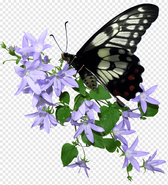 Бабочка на цветке на прозрачном фоне