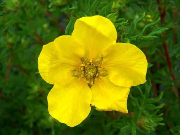 Лапчатка кустарниковая Goldfinger