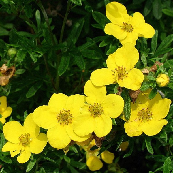 Лапчатка кустарниковая Фридхем