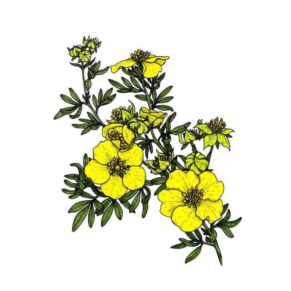 Лапчатка Мартьянова