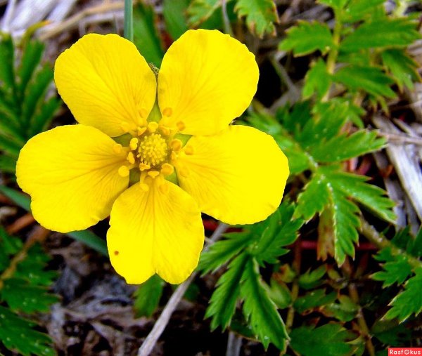 Лапчатка гусиная лапка