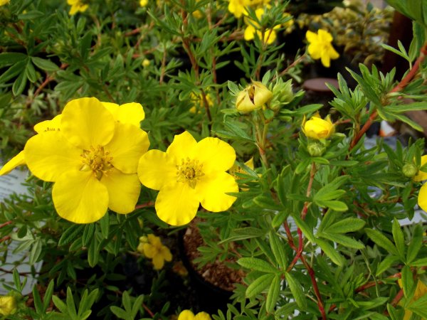 Лапчатник кустарниковый