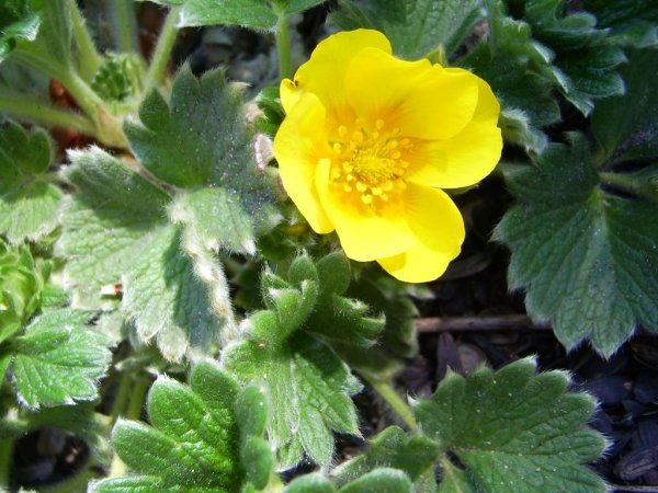 Лапчатка клубниковидная