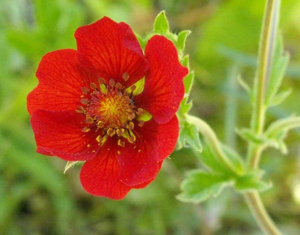 Лапчатка цветок