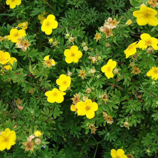 Лапчатка кустарниковая Абри