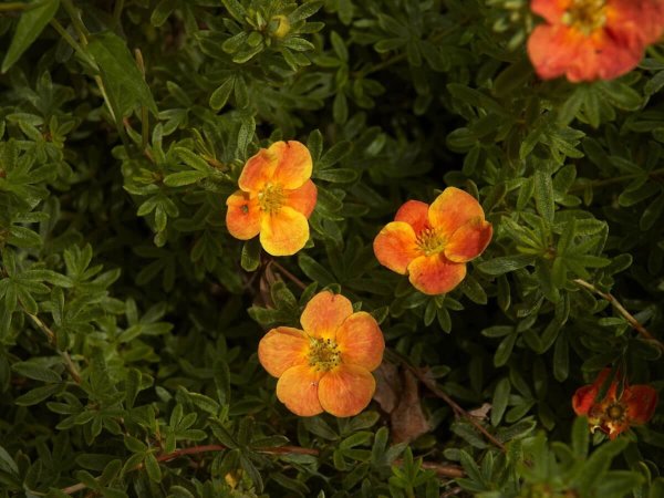 Лапчатка кустарниковая с2 «Танжерин»
