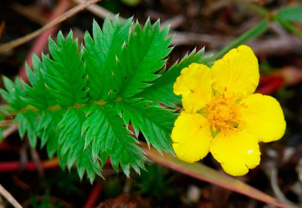 Лапчатка берингийская