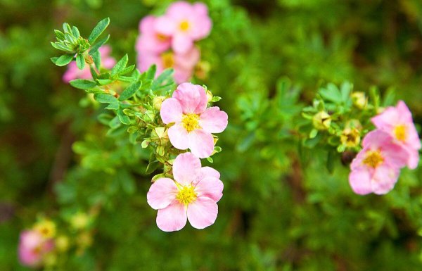 Лапчатка Голдфингер