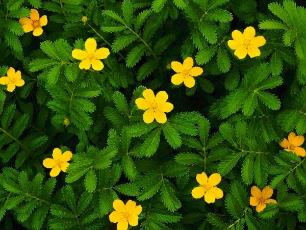 Цветы лапчатка кустарниковая