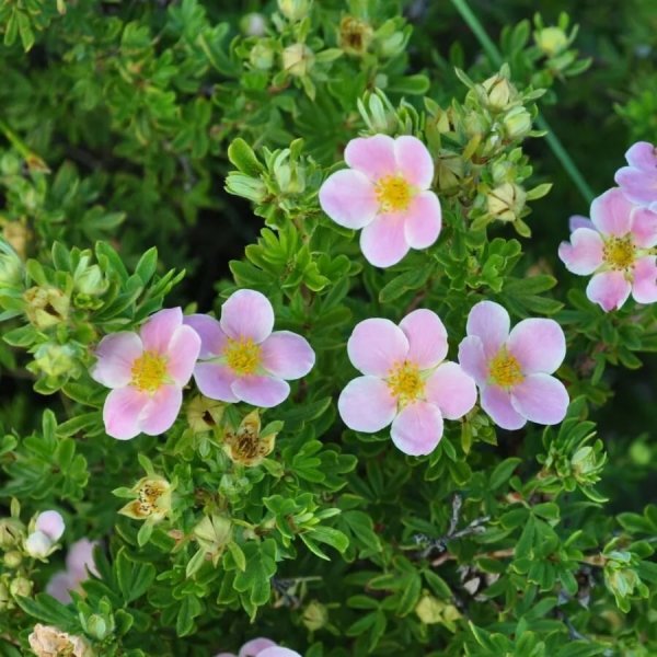 Лапчатка Мартьянова