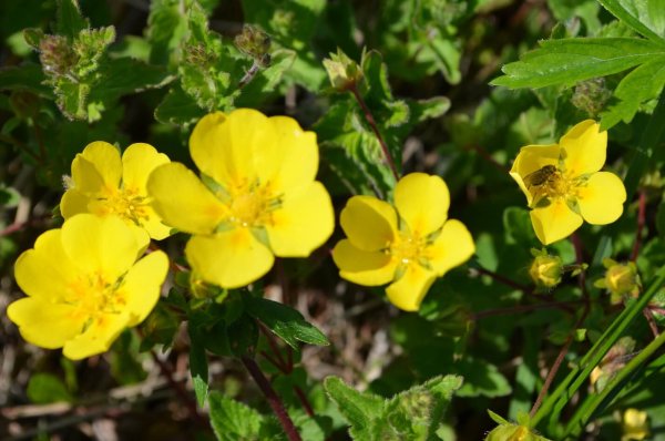 Лапчатка кустарниковая DAYDAWN