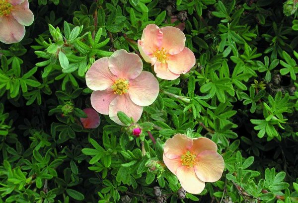 Курильский чай (лапчатка)