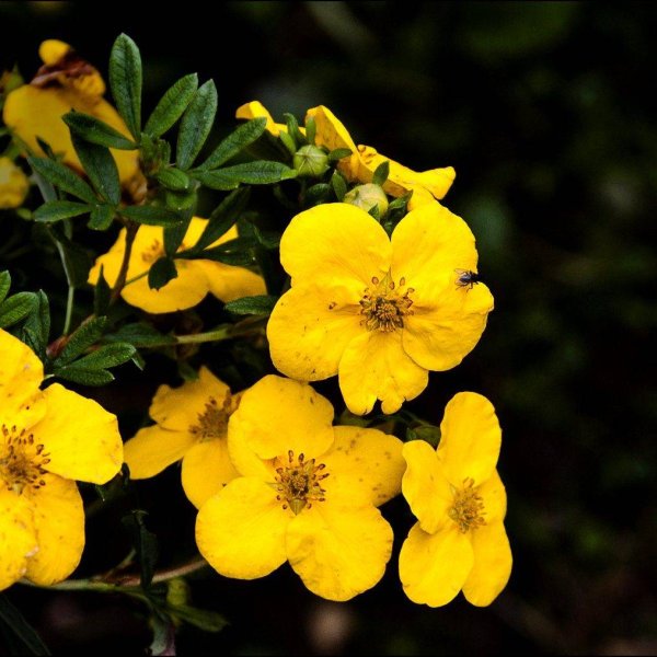 Лапчатка кустарниковая Кобольд