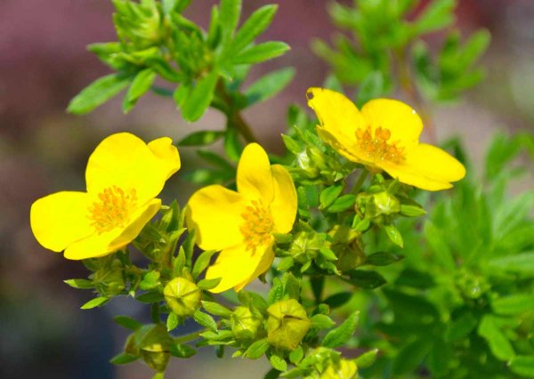 Лапчатка кустарниковая Potentilla fruticosa “Goldfinger”