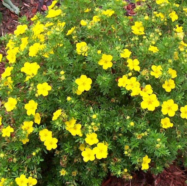 Лапчатка тройчатая