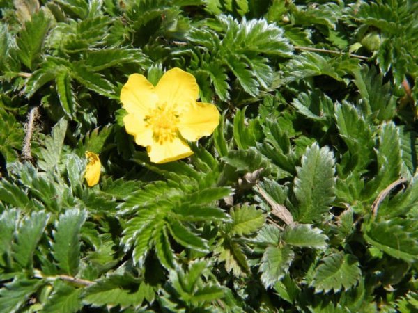 Лапчатка белоснежная