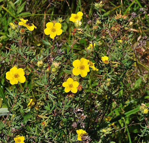 Лапчатка Маккейс Уайт