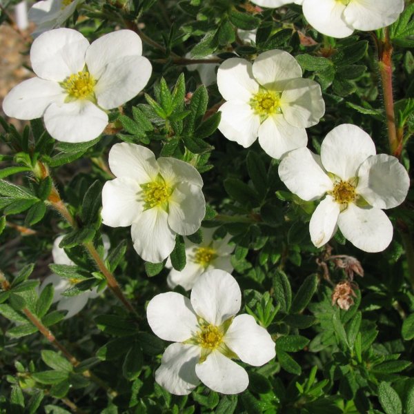 Лапчатка Тонга (Potentilla tonguei)