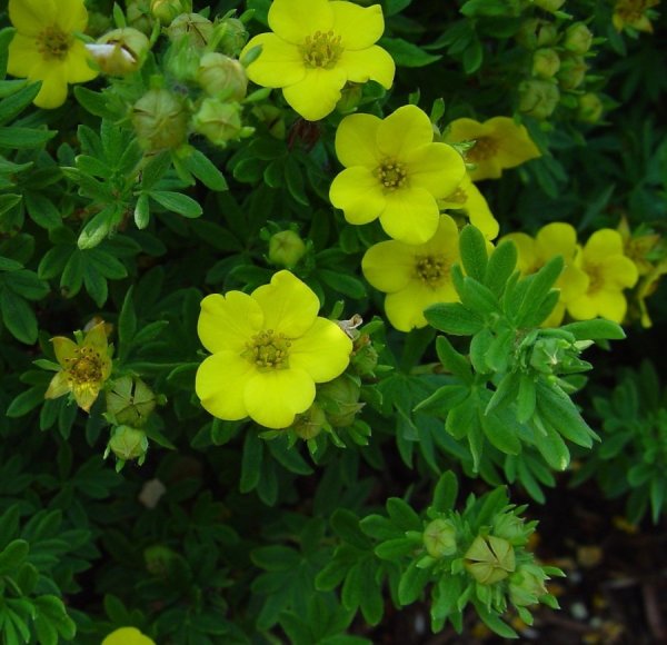 Лапчатка берингийская