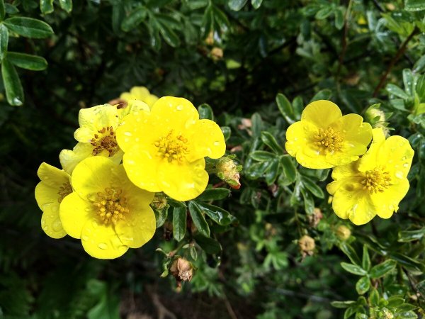 Лапчатка прямостоячая семена