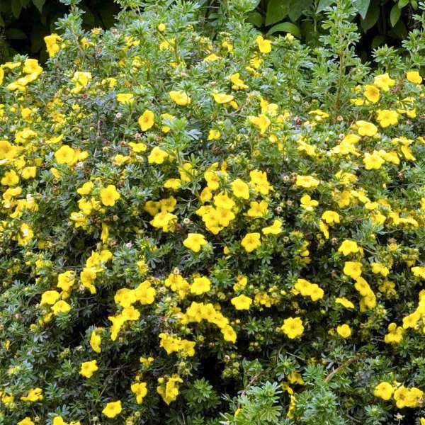 Лапчатка Фридрихсена