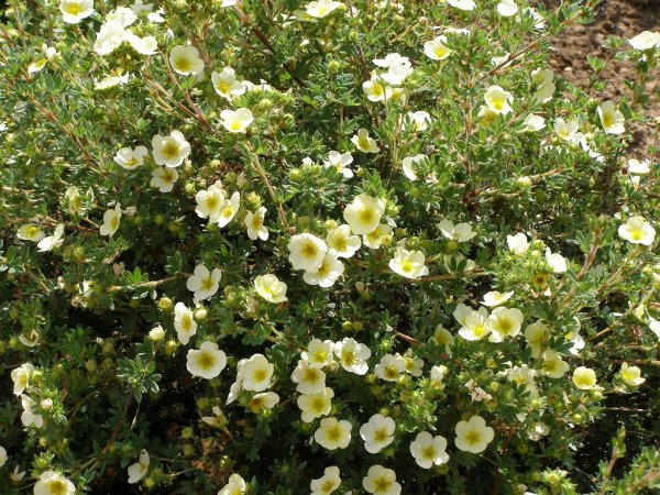 Цветы лапчатка кустарниковая