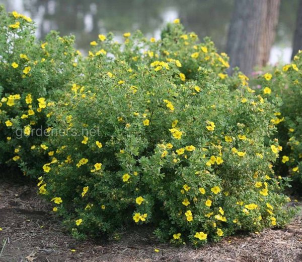 Лапчатка Саммерфлор