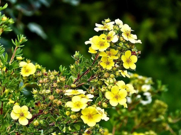 Лапчатка белая