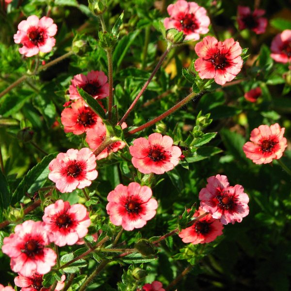 Лапчатка Snowbird