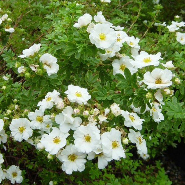 Лапчатка кустарниковая Элизабет