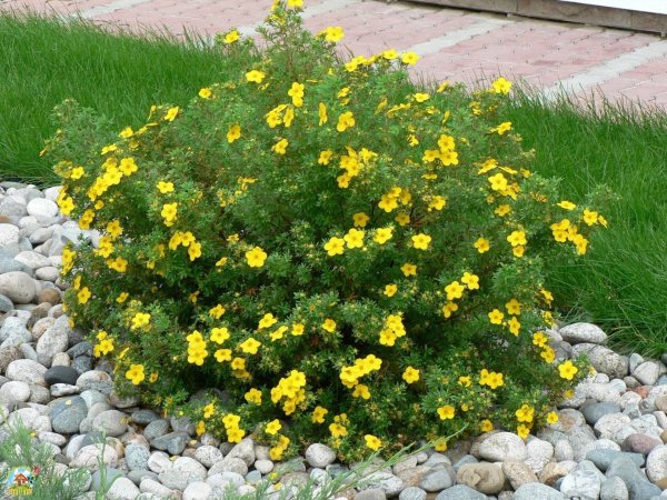 Непальская лапчатка "Монарх вельвет