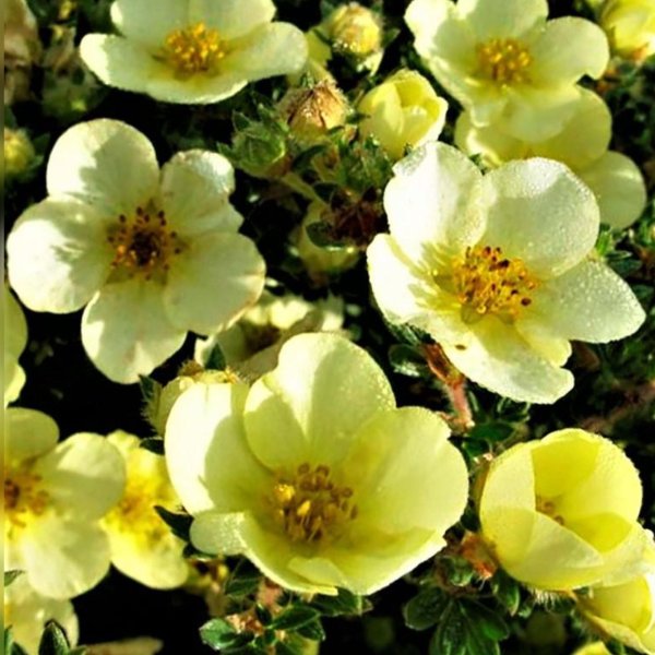 Лапчатка Ольхонская