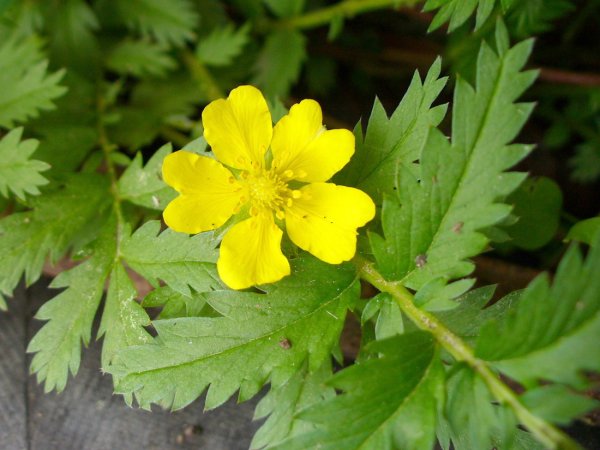 Лапчатка красивенькая