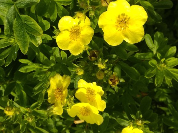 Лапчатка гусиная