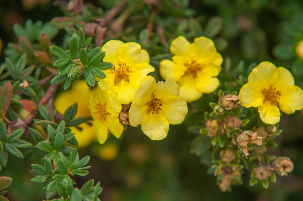 Лапчатка гусиная (Potentilla anserina)